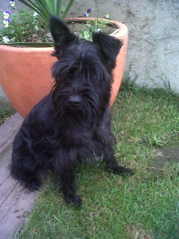 Schnauzer mini negro encontrado en La Zapateira Imagen79