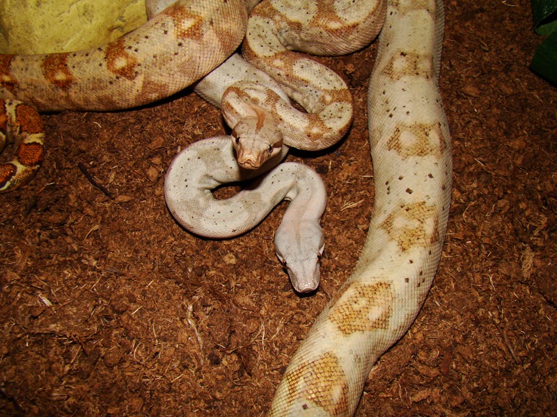 boa constrictor imperator Hogg island - Page 3 Dsc04814