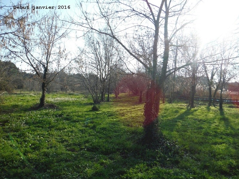 JdB de 4 hectares de pâtures dans le SUD : Avril 2019, et toujours la sécheresse... - Page 3 11006p10