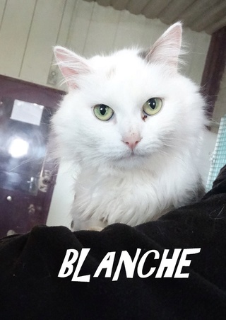 Blanche, poil mi-long née en 2009 - SLPA Amance Blanch10