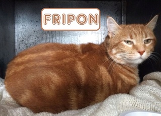 Fripon, chat roux né en 2009 - SLPA Amance Fripon12