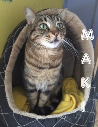 Maki, tigré aux yeux clairs né en 2012 - SLPA Amance Maki_217
