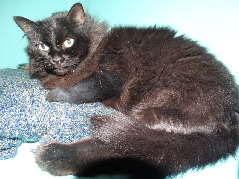 Nissan, chatte noire au poil long née en 2011 - SLPA Amance Nissan19