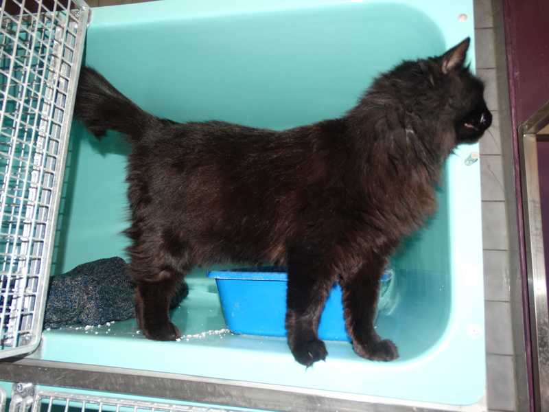 Nissan, chatte noire au poil long née en 2011 - SLPA Amance Nissan20