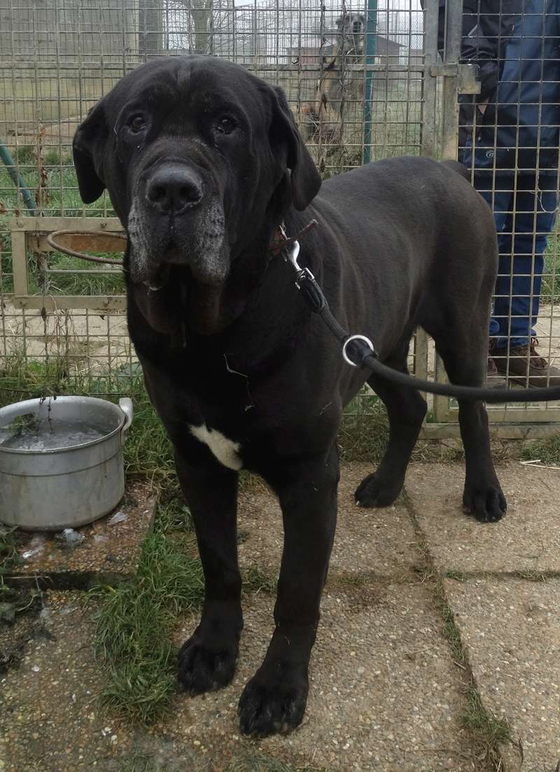 Tyson, cane corso né en 2008 - SLPA Amance Tyson_11