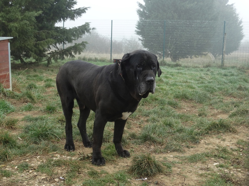 Tyson, cane corso né en 2008 - SLPA Amance Tyson_13