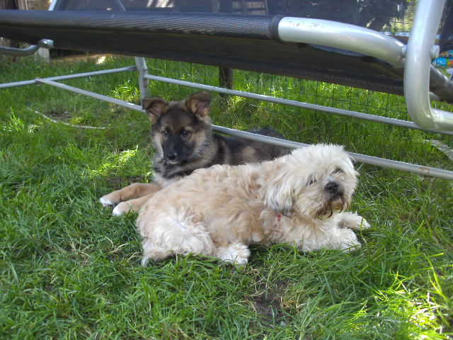 Joy, Snoopy, Zoé et compagnie Pict0610