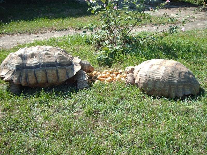 Photos du jour : Dégustation de poires par M. et Mme Sussu Images84