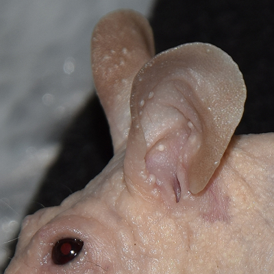 Article sur les souris hairless Peau_g10