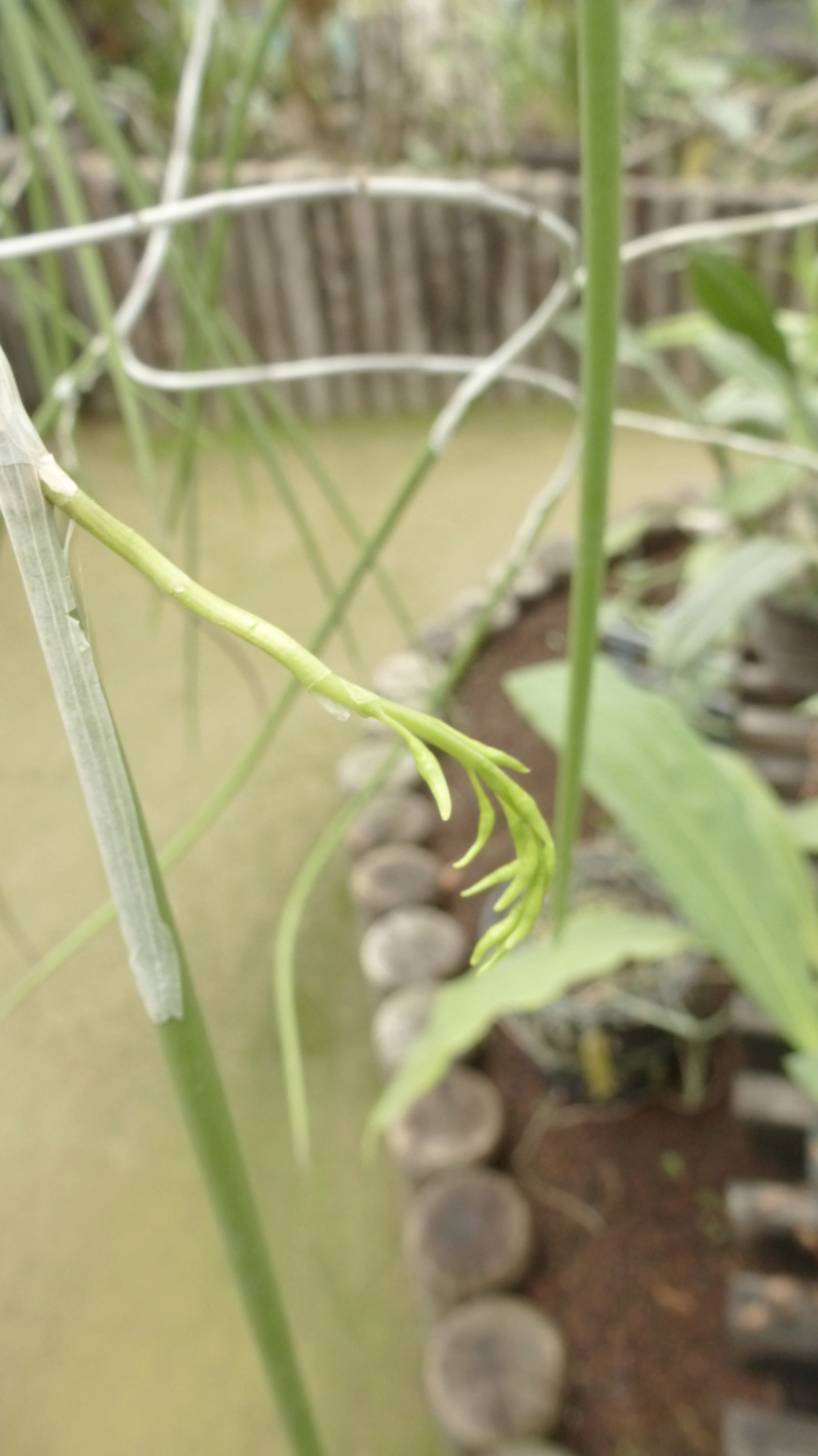 Dockrillia teretifolia va bientôt fleurir  P1220910