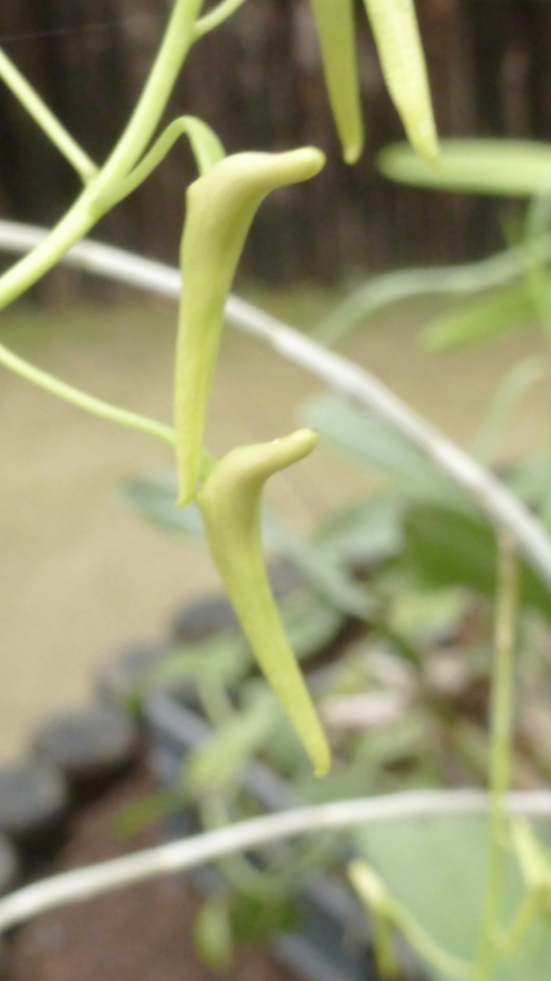 Dockrillia teretifolia va bientôt fleurir  P1230013