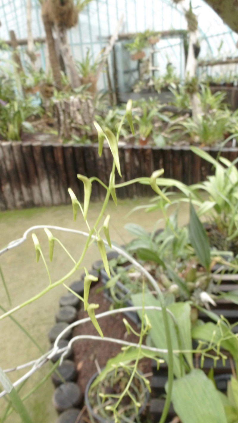 Dockrillia teretifolia va bientôt fleurir  P1230015