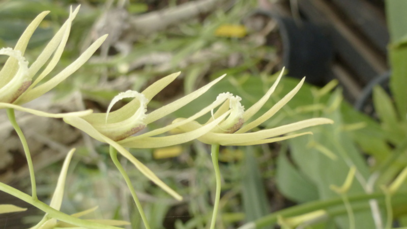 Dockrillia teretifolia va bientôt fleurir  P1230016