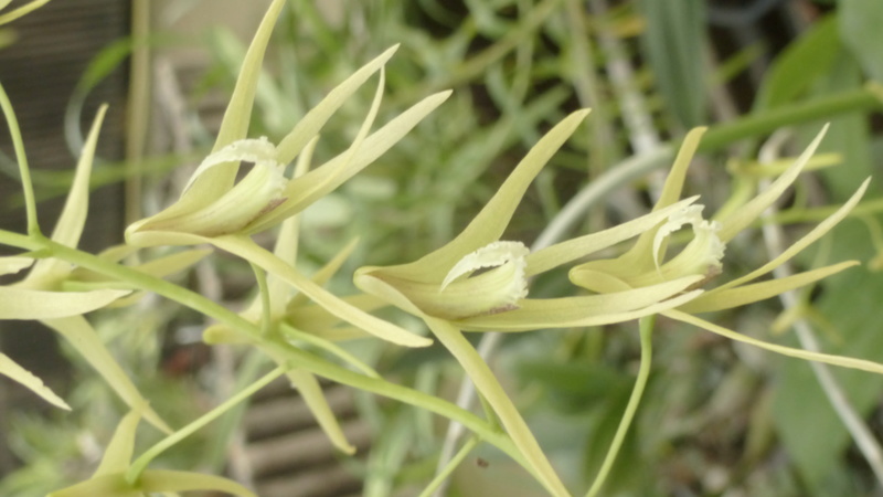 Dockrillia teretifolia va bientôt fleurir  P1230018