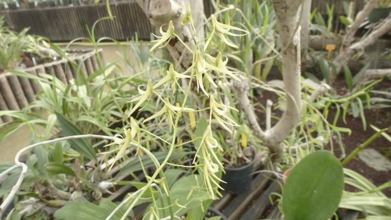 Dockrillia teretifolia va bientôt fleurir  P1230020