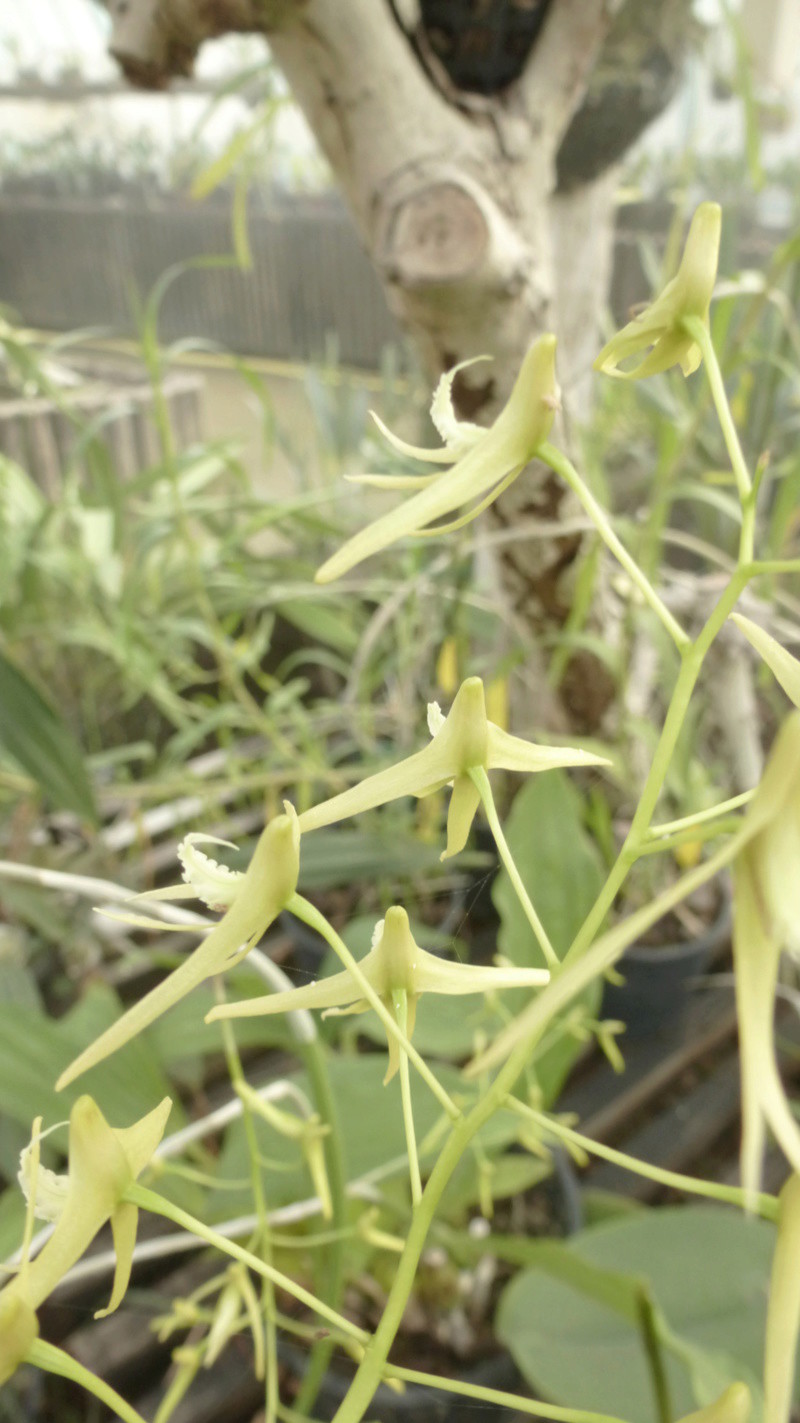 Dockrillia teretifolia va bientôt fleurir  P1230024