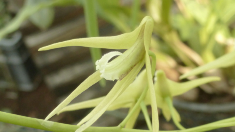 Dockrillia teretifolia va bientôt fleurir  - Page 2 P1230030