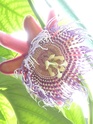 Passiflora alata P1040124