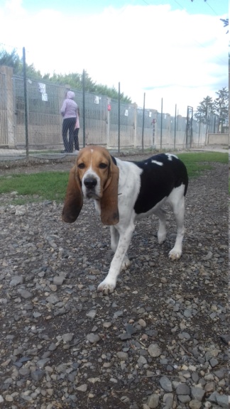 Reine (femelle croisée beagle)  20200924