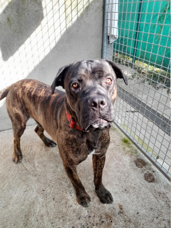 Bouboule (mâle cane corso) 20211016