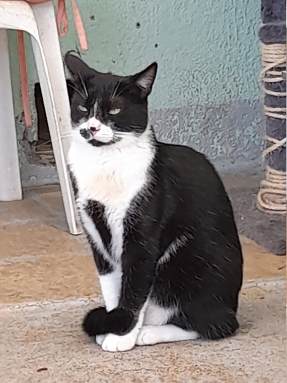 Harchi (chaton noir et blanc) 20220856