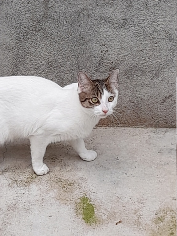 Layon (chaton male blanc et tigré gris)