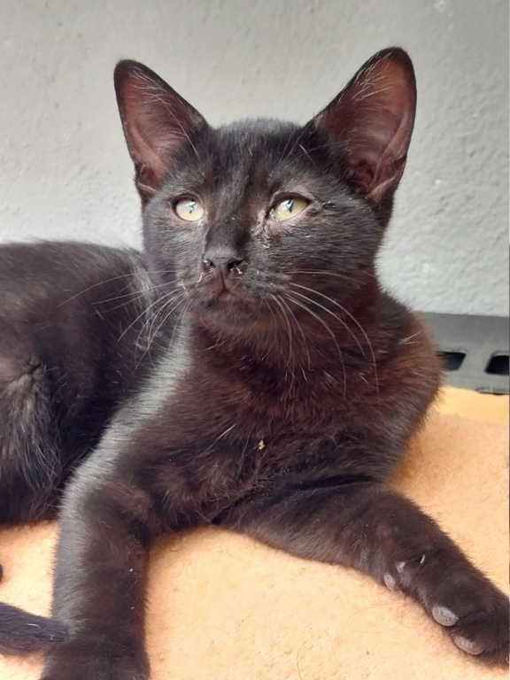 Elvis (chaton mâle noir) 20230103