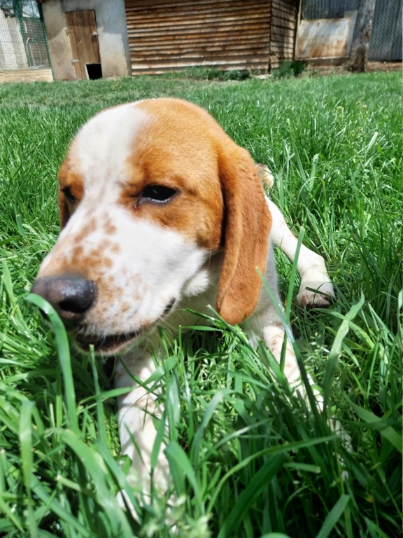 Tazz (mâle croisé beagle) 20230519