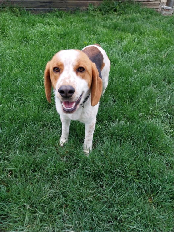 Tazz (mâle croisé beagle) 20230521