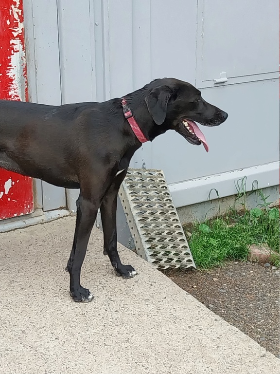 Olympe ( femelle croisée labrador) 20230524