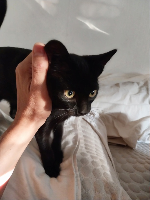 Limba (chaton femelle noire)  20230923