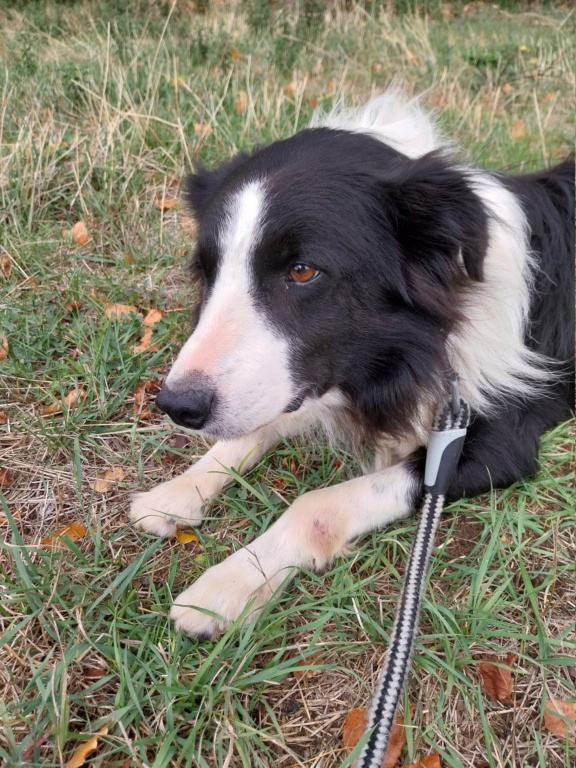 Garou (mâle croisé border collie) 20231095