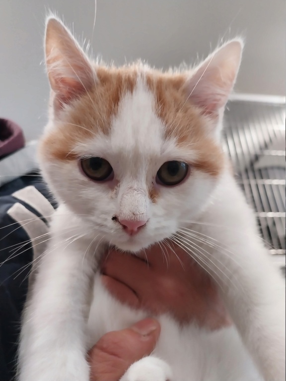 Pumpkin ( chaton mâle roux et blanc) 20231175