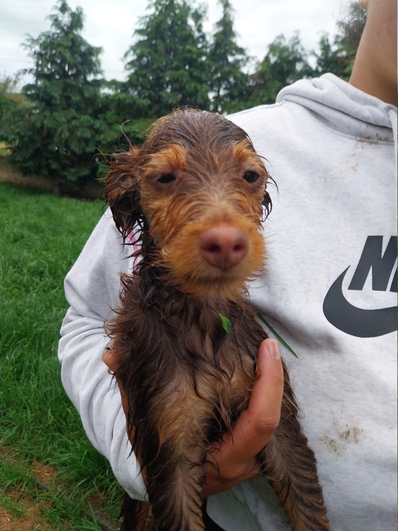 Chiots "S" (croisés terrier) 20240622