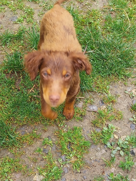 Chiots "S" (croisés terrier) 20240627