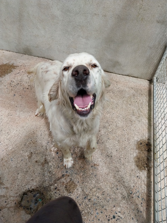 Patoche (mâle setter anglais) 20240735