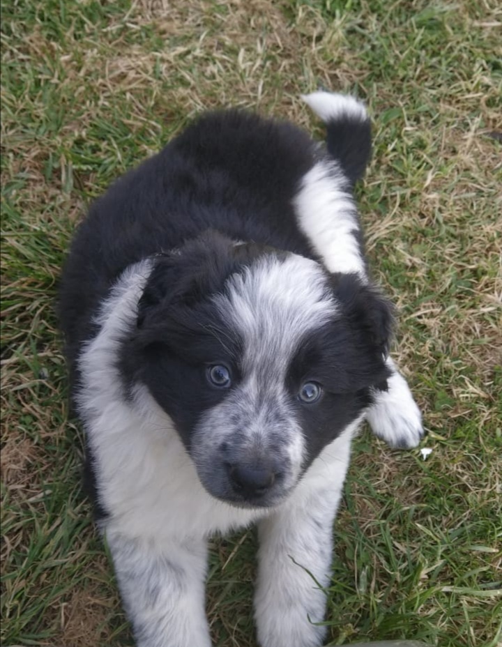 Rangers ( chiot croise border/ landseer) Image022