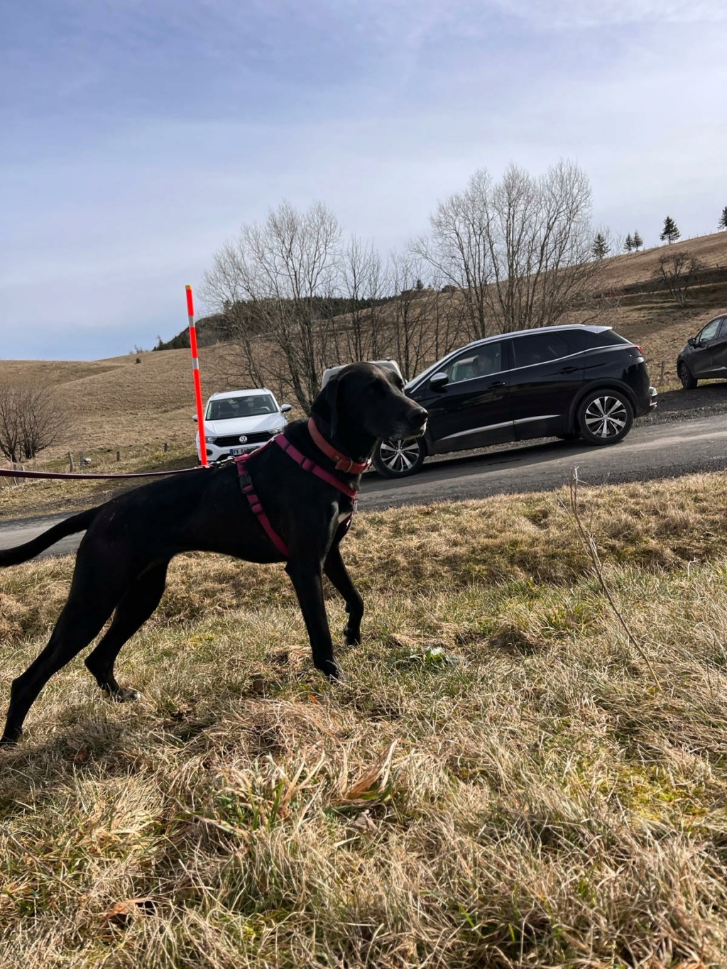 Olympe ( femelle croisée labrador) Img-2105