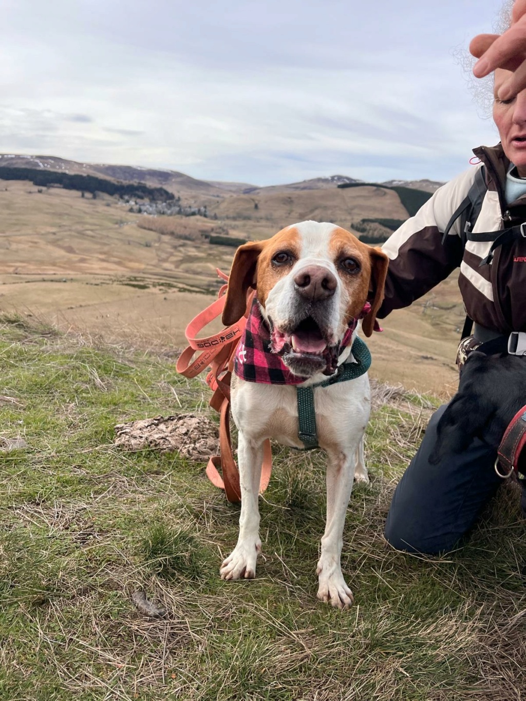 CALYPSO - x pointer 8 ans  (6  ans de refuge)- Sos Animaux à Le Broc (63) Img-2120