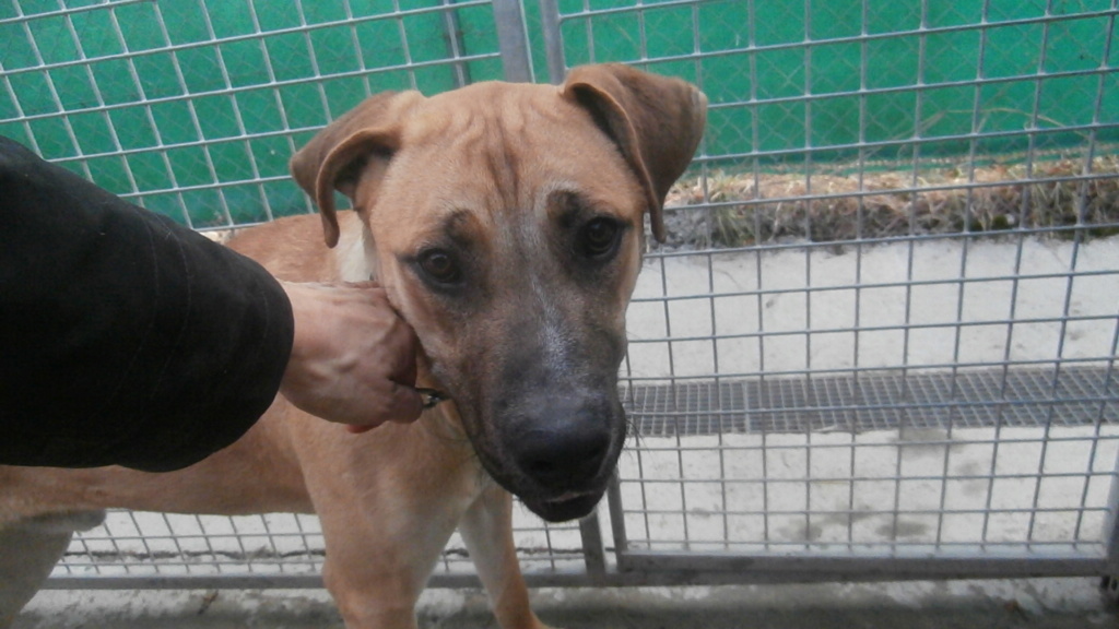 BOUBOU (mâle croisé cane corso) P2068811