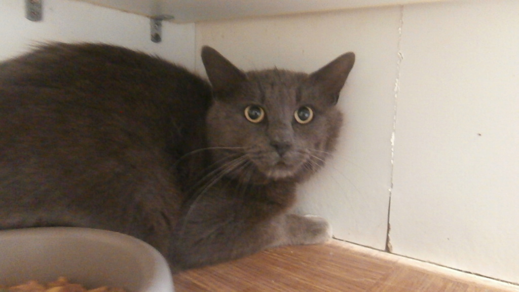 BERLIOZ (mâle chartreux gris) P4069111