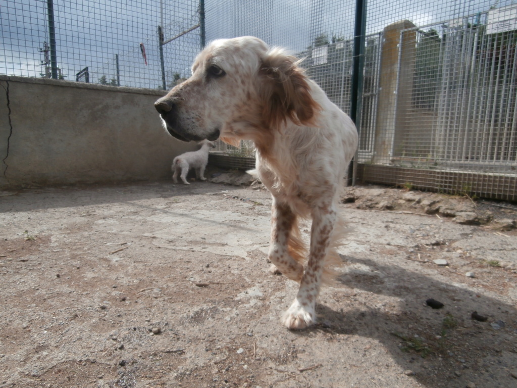 WHISKY (mâle setter anglais) CANDIDAT FA P6049310