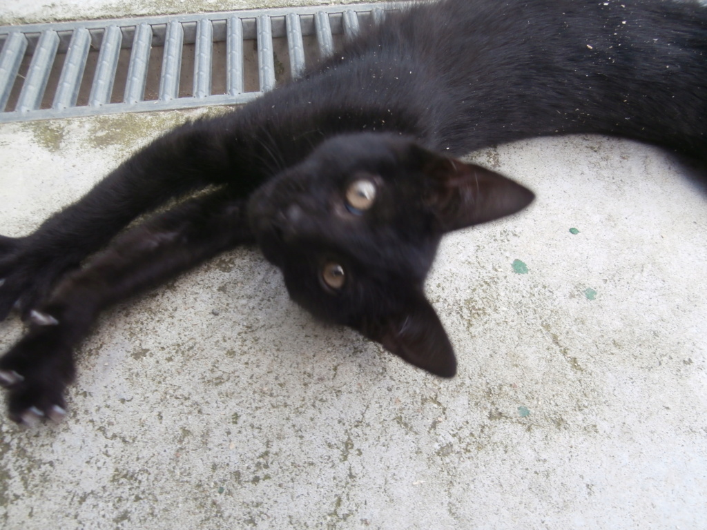 IMAM (chaton noir) P6209316