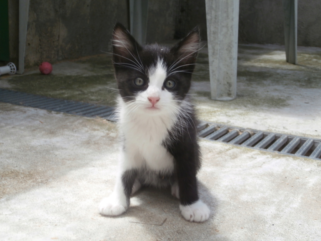 OLIVER (chaton noir et blanc) P6209322