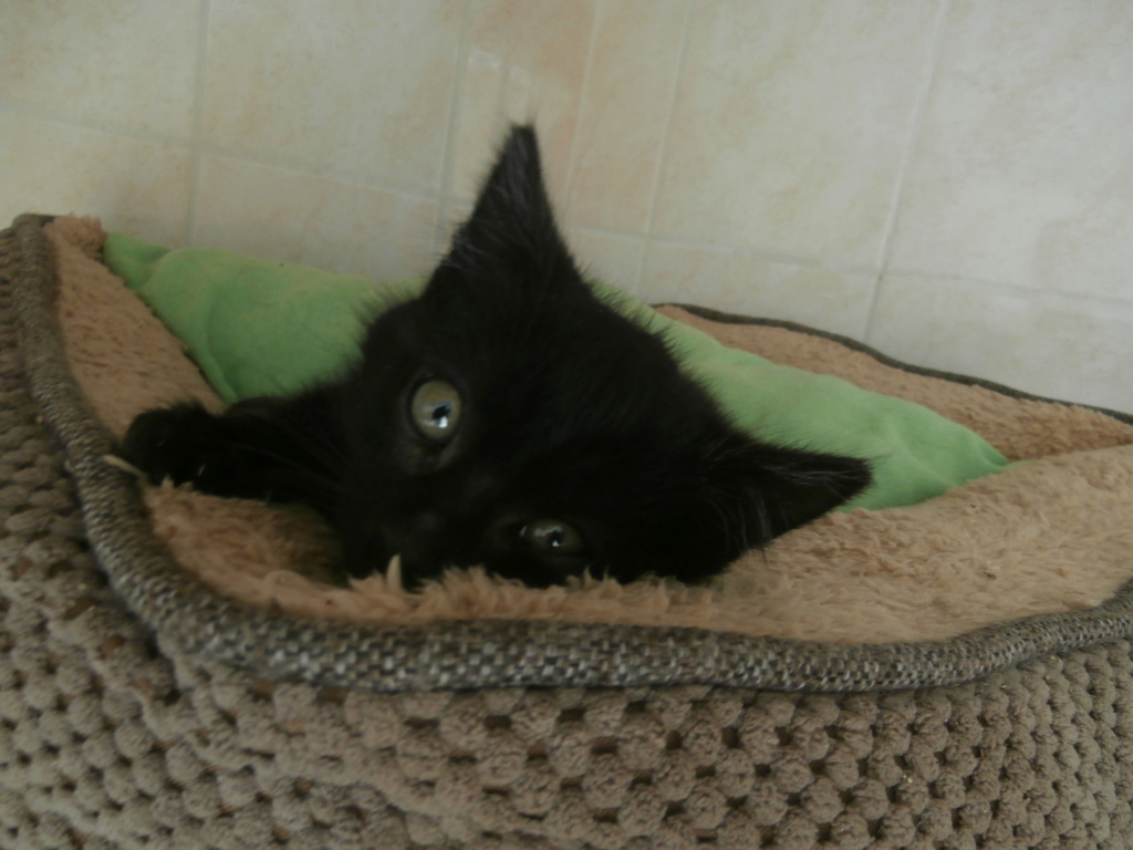 BOUDDAH (chaton mâle noir) P6209410