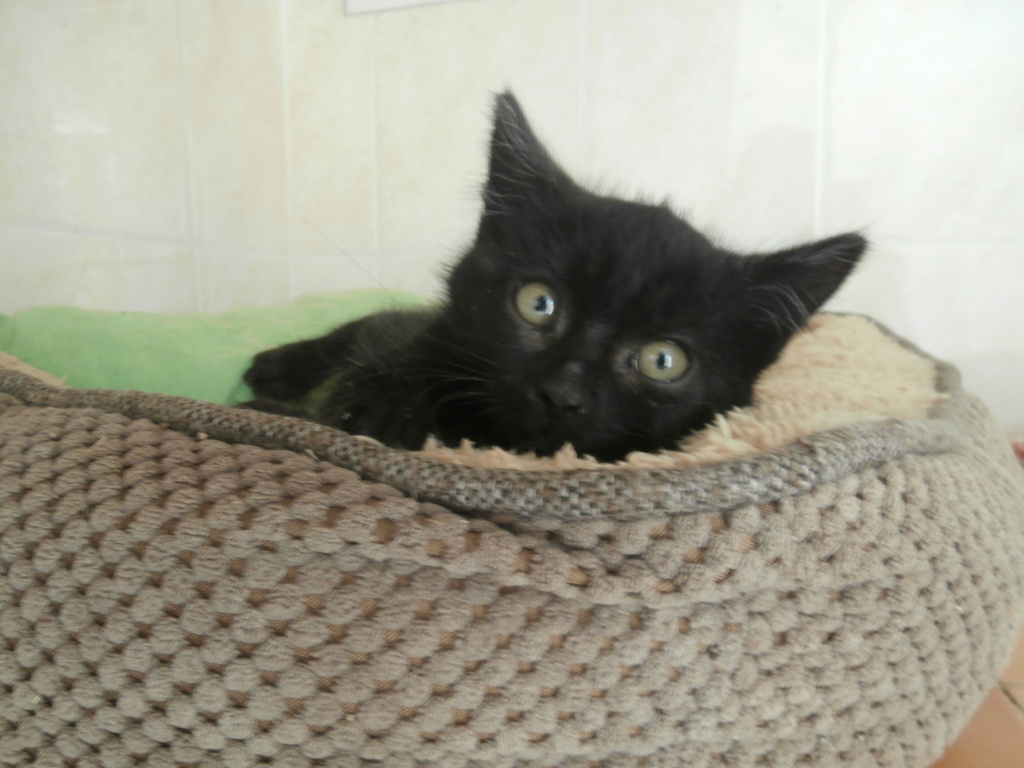 BOUDDAH (chaton mâle noir) P6209411
