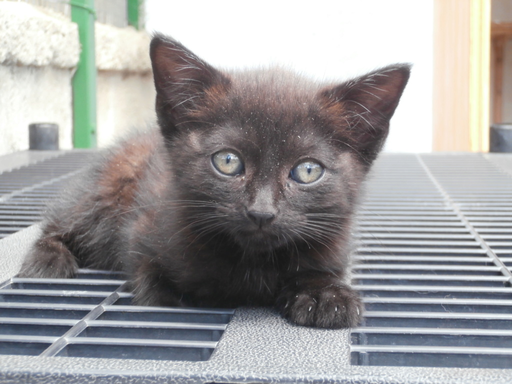 LUIGI (chaton noir) P6209417