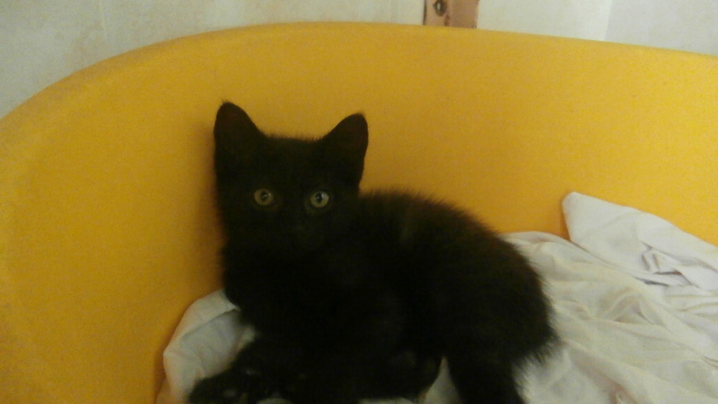 Barbapapa (chaton noir) P6268828