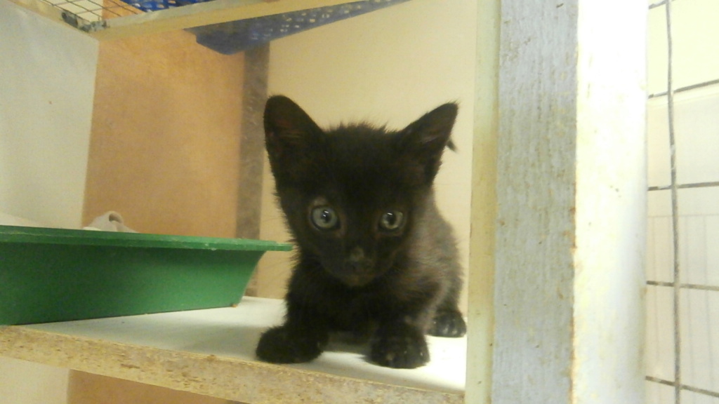 IGUAL (chaton trop mignon noir) P6268841