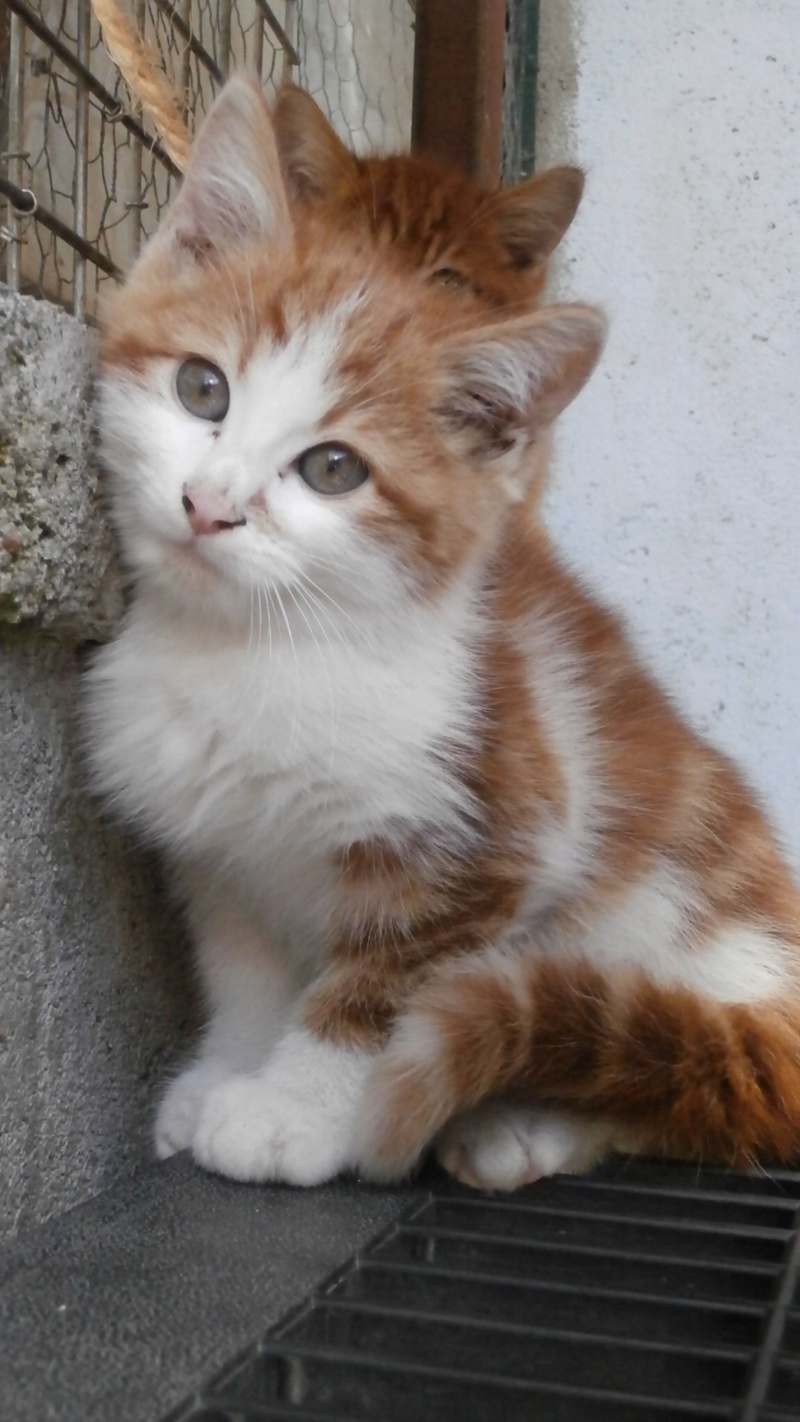 Bandit (chaton roux et blanc) P7127612